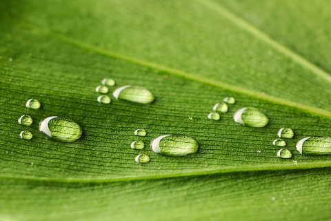 Water on a leaf